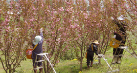 八重桜の花摘み風景